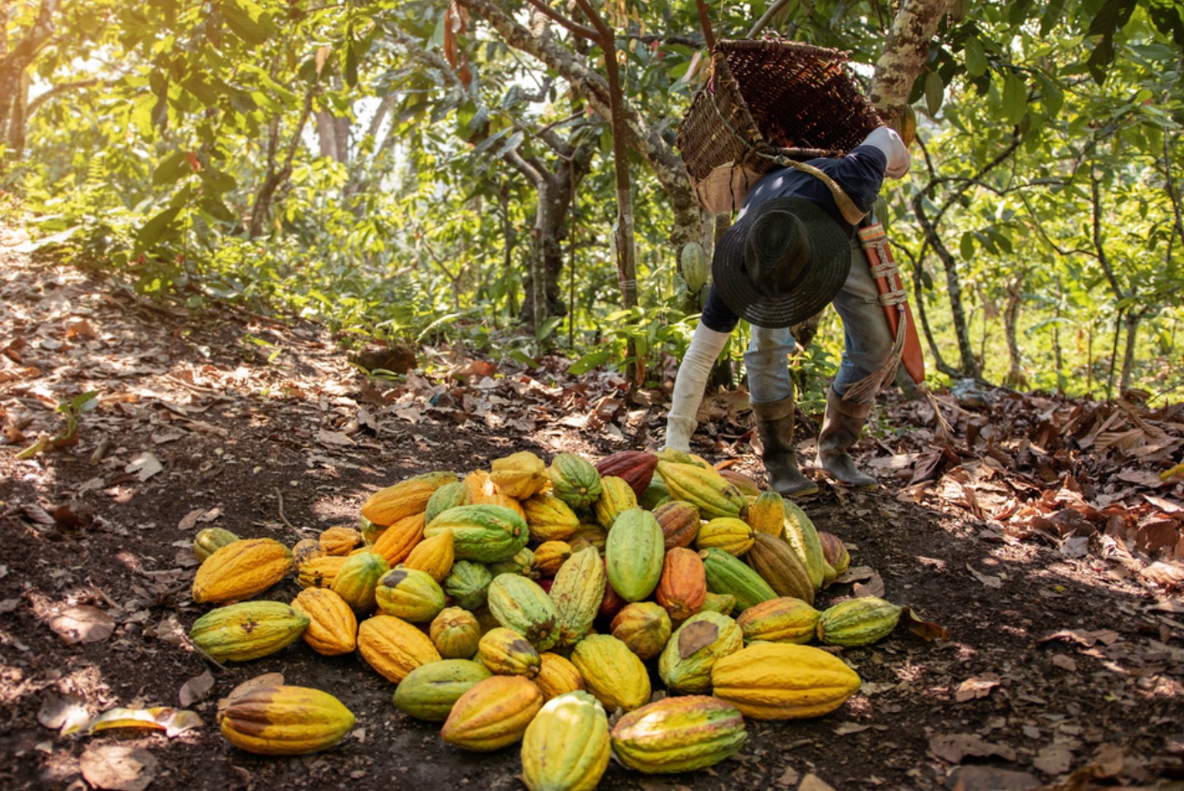 Cocoa harvesting illustrating agricultural product selection
