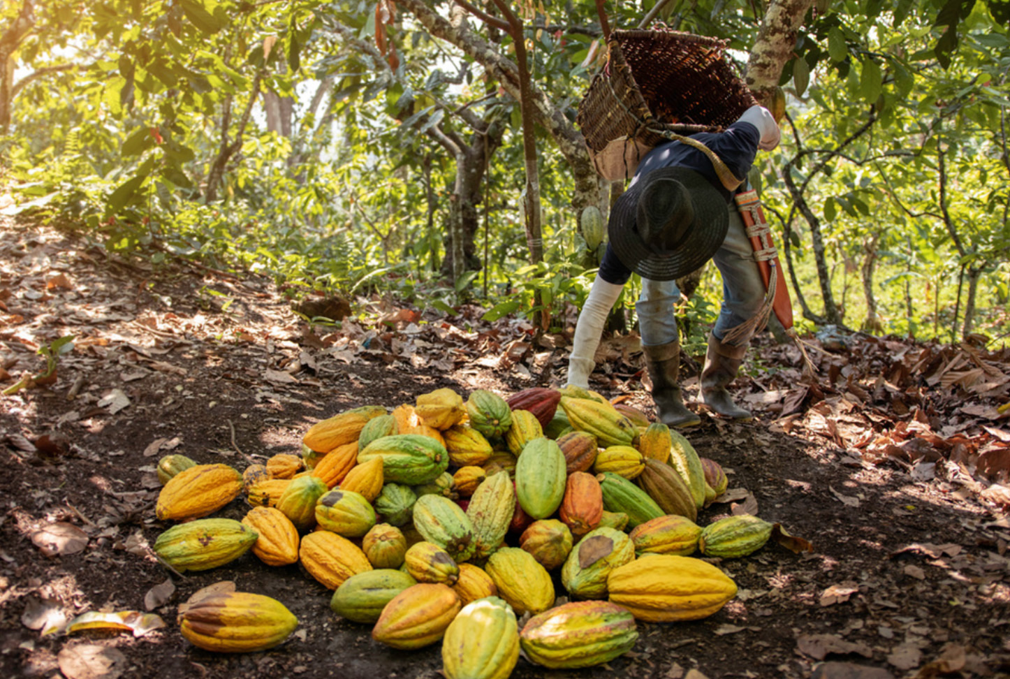 Récolte de cabosses de cacao